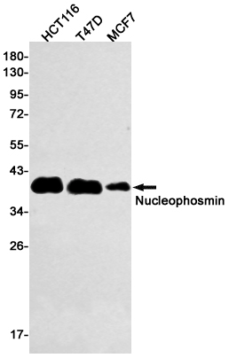Western blot detection of Nucleophosmin in HCT116,T47D,MCF7 cell lysates using Nucleophosmin Rabbit mAb(1:500 diluted).Predicted band size:33kDa.Observed band size:38kDa.
