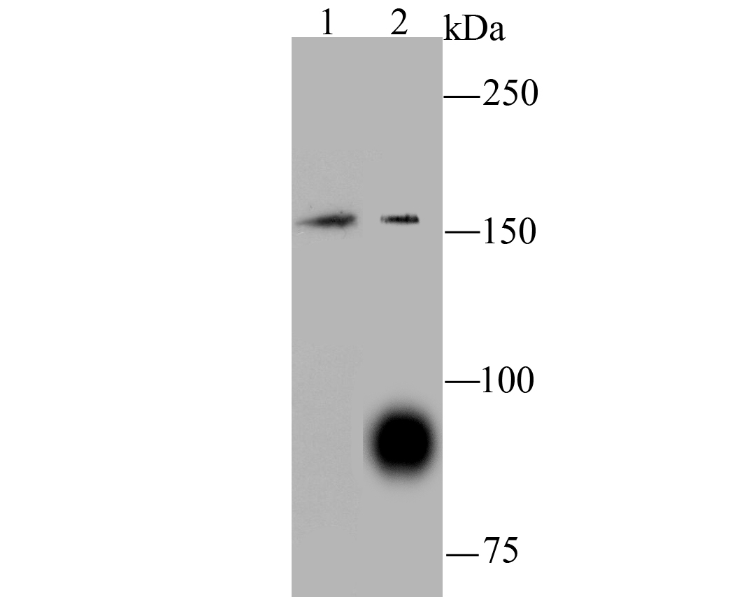 Fig1: Western blot analysis of C12orf51 on SH-SY5Y (1) and A549 (2) using anti-C12orf51 antibody at 1/100 dilution.