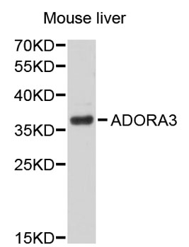 Western blot - ADORA3 Polyclonal Antibody 
