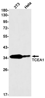 Western blot detection of TCEA1 in 3T3,Hela cell lysates using TCEA1 Rabbit mAb(1:1000 diluted).Predicted band size:34kDa.Observed band size:34kDa.