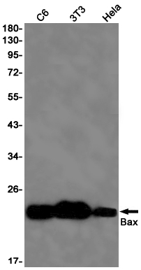 Western blot detection of Bax in C6,3T3,Hela cell lysates using Bax Rabbit pAb(1:1000 diluted).Predicted band size:21kDa.Observed band size:21kDa.