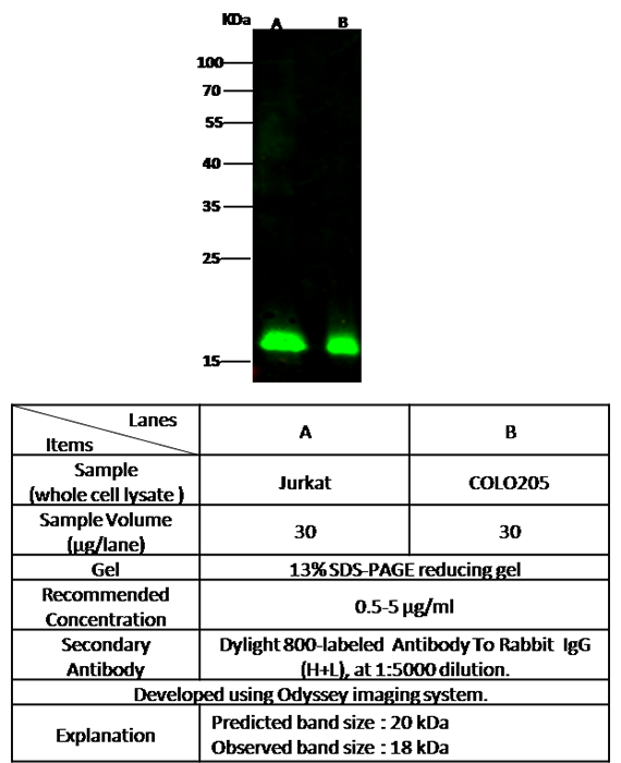 COPZ1 / Zeta-1 COP Antibody, Rabbit PAb, Antigen Affinity Purified, Western blot