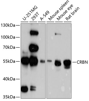 Western blot - CRBN Polyclonal Antibody 