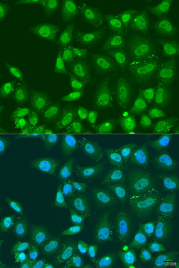 Immunofluorescence - PLCD4 Polyclonal Antibody 