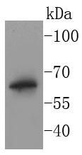 Fig1:; Western blot analysis of BPI on THP-1 cell lysates. Proteins were transferred to a PVDF membrane and blocked with 5% BSA in PBS for 1 hour at room temperature. The primary antibody ( 1/500) was used in 5% BSA at room temperature for 2 hours. Goat Anti-Rabbit IgG - HRP Secondary Antibody (HA1001) at 1:40,000 dilution was used for 1 hour at room temperature.