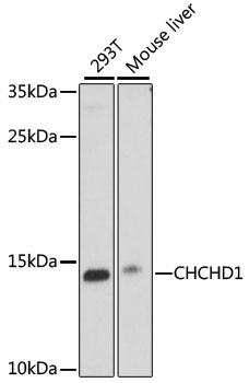 Western blot - CHCHD1 Polyclonal Antibody 