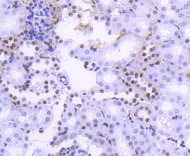Fig10: Immunohistochemical analysis of paraffin-embedded mouse kidney tissue using anti-Histone H2B(acetyl K20) antibody. Counter stained with hematoxylin.