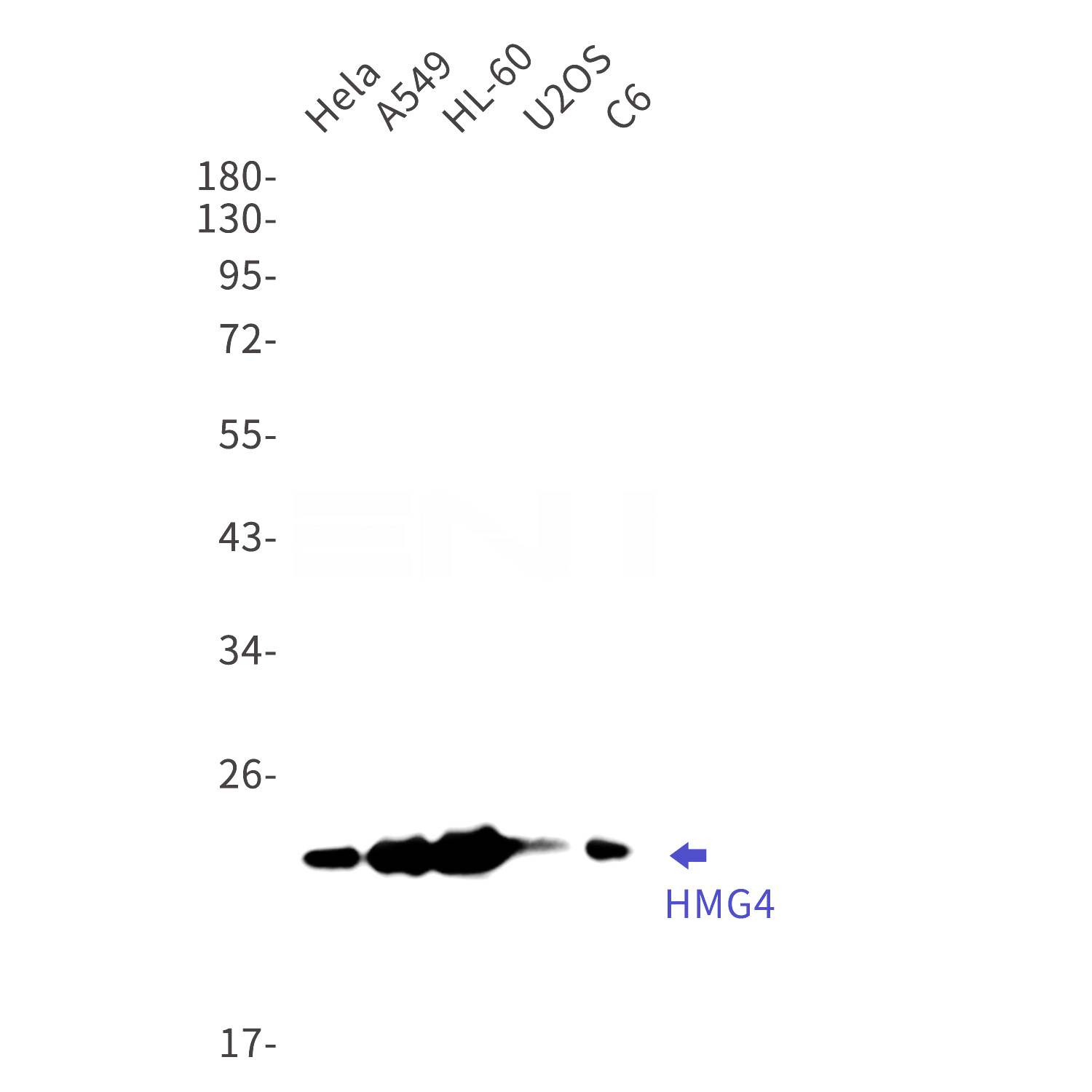 Western blot detection of HMG4 in Hela,A549,HL-60,U2OS,C6 cell lysates using HMG4 Rabbit mAb(1:1000 diluted).Predicted band size:23kDa.Observed band size:23kDa.