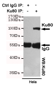 Immunoprecipitation analysis of Hela cell lysates using Ku80 mouse mAb.