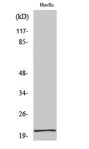 Fig1:; Western Blot analysis of various cells using Cerebellin 1 Polyclonal Antibody