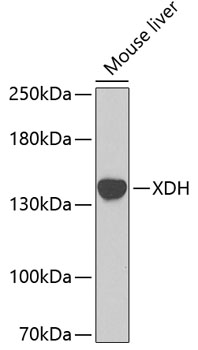 Western blot - XDH Polyclonal Antibody 