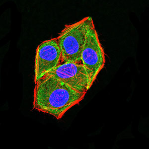 Fig3: Immunocytochemistry staining of APC2 in Hela cells (green). Formalin fixed cells were permeabilized with 0.1% Triton X-100 in TBS for 10 minutes at room temperature and blocked with 1% Blocker BSA for 15 minutes at room temperature. Cells were probed with the primary antibody ( 1/100) for 1 hour at room temperature, washed with PBS. Alexa Fluor®488 Goat anti-Mouse IgG was used as the secondary antibody at 1/1,000 dilution. The nuclear counter stain is DAPI (blue), Actin filaments have been labeled with Alexa Fluor- 555 phalloidin (red).