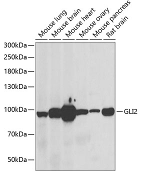 Western blot - GLI2 Polyclonal Antibody 