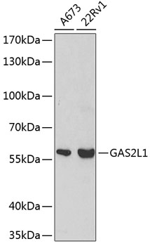 Western blot - GAS2L1 Polyclonal Antibody 
