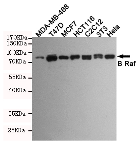 Western blot detection of B Raf in MDA-MB-468,T47D,MCF7,HCT116,C2C12,3T3 and Hela cell lysates using B Raf mouse mAb (1:1000 diluted).Predicted band size:87KDa.Observed band size:87KDa.