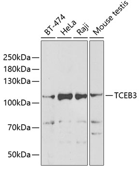 Western blot - TCEB3 Polyclonal Antibody 