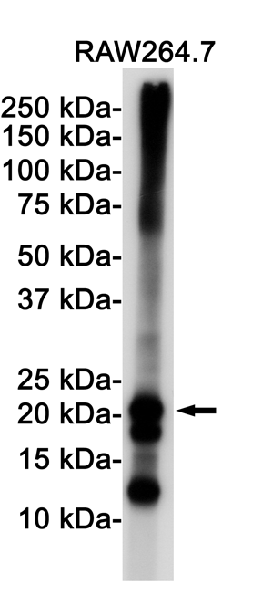 Western blot detection of Ferritin in Raw264.7 cell lysates using Ferritin Rabbit pAb(1:1000 diluted).Predicted band size:21KDa.Observed band size:21KDa.