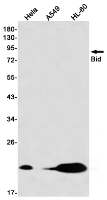 Western blot detection of Bid in Hela,A549,HL-60 using Bid Rabbit mAb(1:1000 diluted)