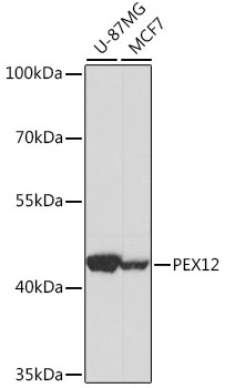 Western blot - PEX12 Polyclonal Antibody 