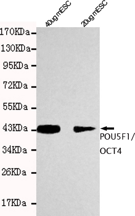 Western blot detection of POU5F1/OCT4 in 20ug and 40ug mESC cell lysates using POU5F1/OCT4 mouse mAb (1:1000 diluted).Predicted band size: 45KDa.Observed band size: 45KDa.