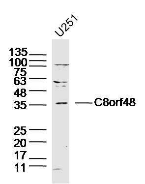 Fig1: Sample: U251(Human)Cell Lysate at 40 ug; Primary: Anti-C8orf48 at 1/300 dilution; Secondary: IRDye800CW Goat Anti-RabbitIgG at 1/20000 dilution; Predicted band size: 37kD; Observed band size: 37kD