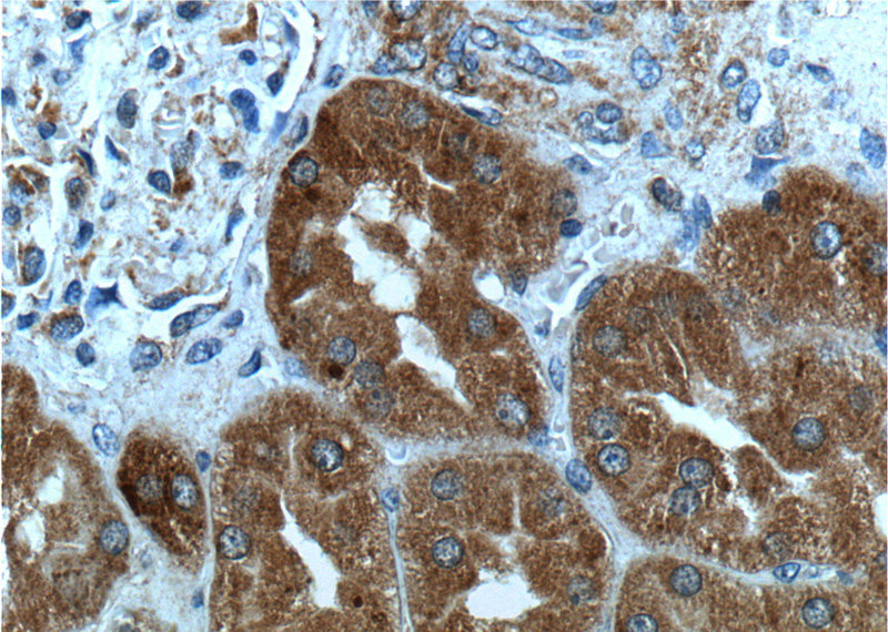 Immunohistochemistry of paraffin-embedded human kidney tissue slide using Catalog No:107619(TELO2 Antibody) at dilution of 1:200 (under 40x lens).