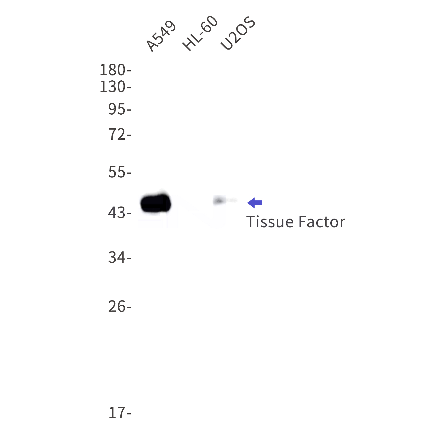 Western blot detection of Tissue Factor in A549,HL-60,U2OS cell lysates using Tissue Factor Rabbit mAb(1:1000 diluted).Predicted band size:33kDa.Observed band size:45kDa.