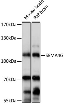 Western blot - SEMA4G Polyclonal Antibody 
