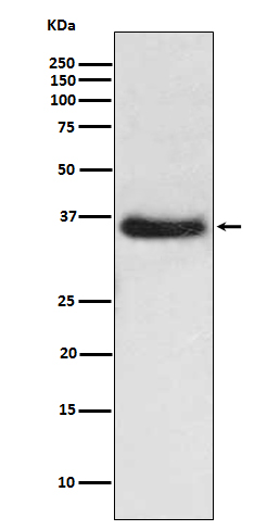 Western blot analysis of IKB alpha expression in HeLa cell lysate.