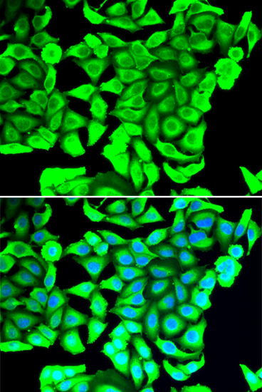 Immunofluorescence - DCD Polyclonal Antibody 