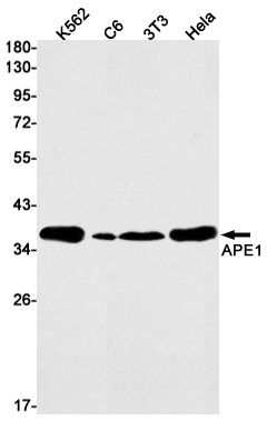 Western blot detection of APE1 in K562,C6,3T3,Hela cell lysates using APE1 Rabbit mAb(1:1000 diluted).Predicted band size:36kDa.Observed band size:36kDa.