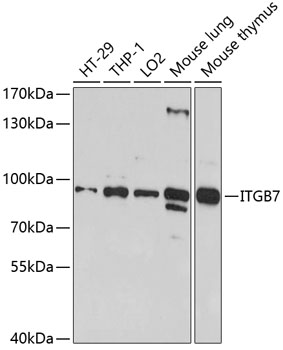 Western blot - ITGB7 Polyclonal Antibody 