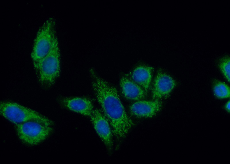 Immunofluorescent analysis of (10% Formaldehyde) fixed HepG2 cells using Catalog No:110609(FDX1 Antibody) at dilution of 1:50 and Alexa Fluor 488-congugated AffiniPure Goat Anti-Rabbit IgG(H+L)