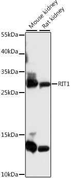 Western blot - RIT1 Polyclonal Antibody 