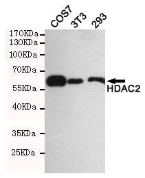 Western blot analysis of extracts from 293,3T3 and COS7 cells using HDAC2 (Ab-394) rabbit pAb (1:500 diluted).Predicted band size: 60KDa.Observed band size: 60KDa.