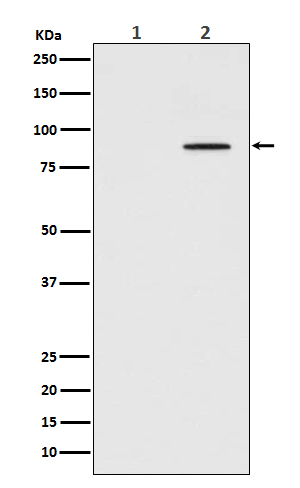 Western blot analysis of Phospho-STAT3 (Tyr705) expression in (1) HeLa cell lysate; (2) HeLa cell lysate treated with IFN-a.
