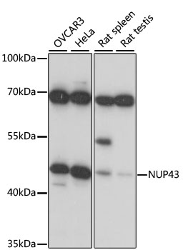 Western blot - NUP43 Polyclonal Antibody 