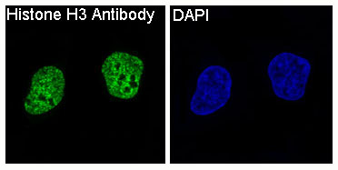 Immunofluorescent analysis of Hela cells, using Histone H3 Antibody.