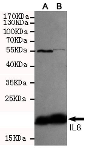 Western blot detection of IL8 in CHO-K1 transfected by IL8-PDGFR fusion protein cell lysate using IL8 mouse mAb (1:500(A)-1:1000(B) diluted).