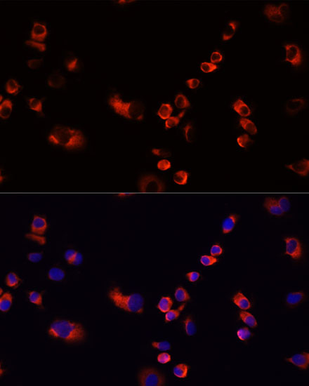 Immunofluorescence - EEF1G Polyclonal Antibody 