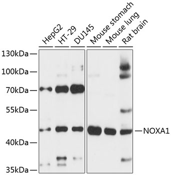 Western blot - NOXA1 Polyclonal Antibody 