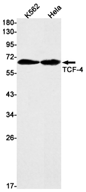 Western blot detection of TCF-4 in K562,Hela cell lysates using TCF-4 Rabbit mAb(1:1000 diluted).Predicted band size:68kDa.Observed band size:68kDa.