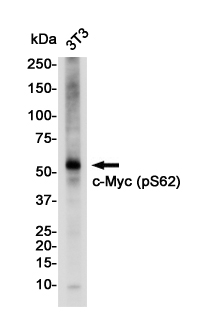 Western blot detection of c-Myc (Phospho-Ser62) in 3t3 cell lysates using c-Myc (Phospho-Ser62) Rabbit pAb(1:1000 diluted).Predicted band size:49KDa.Observed band size:57KDa.