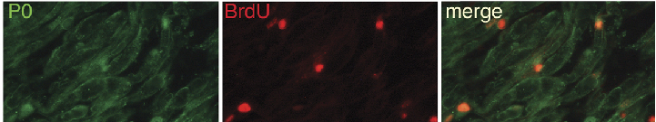 IF result from Huaqing Liu (PMID:20448483);Dual immunofluorescence for BrdU (red) with phenotypic cell markers (green) in distal segments of MMPi-treated promotes Schwann cell (SC) mitosis in regenerating nerves. myelinating SCs (mSCs) (P0)
