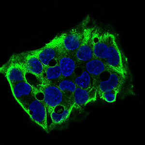 Immunofluorescence analysis of HepG2 cells using SDC1 mouse mAb (green). Blue