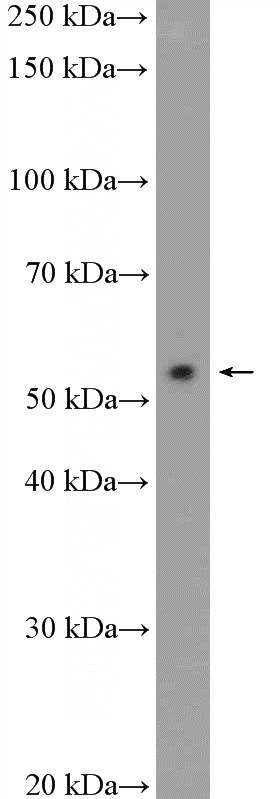 MCF-7 cells were subjected to SDS PAGE followed by western blot with Catalog No:115723(STK38 Antibody) at dilution of 1:1000