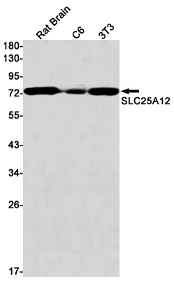 Western blot detection of SLC25A12 in Rat Brain,C6,3T3 cell lysates using SLC25A12 Rabbit mAb(1:1000 diluted).Predicted band size:75kDa.Observed band size:75kDa.