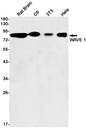 Western blot detection of WAVE 1 in Rat Brain,C6,3T3,Hela cell lysates using WAVE 1 Rabbit pAb(1:1000 diluted).Predicted band size:62kDa.Observed band size:90kDa.
