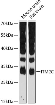 Western blot - ITM2C Polyclonal Antibody 