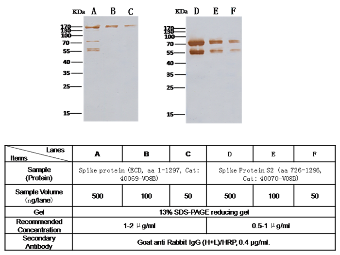 Anti-Novel coronavirus (HCoV-EMC/2012) Spike Protein S2 Antibody, Rabbit PAb, Antigen Affinity Purified, Western blot